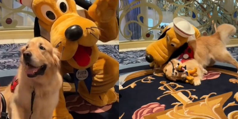 Cão golden tem reação adorável ao encontrar Pluto, o cãozinho famoso da Disney