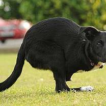 Cão sem patas dianteiras anda como 