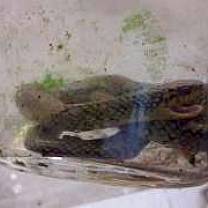Criança de um ano mata cobra com mordida no RS