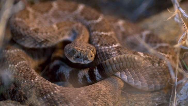 Homem quase morre por picada de cabeça de cobra cortada do corpo