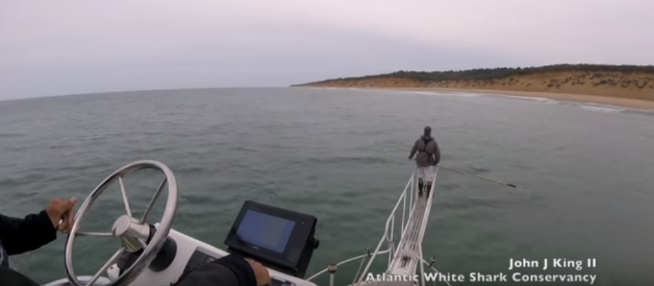 Tubarão ataca biólogo marinho em alto-mar durante pesquisa