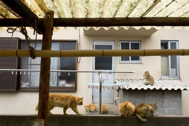 Ilha dos Gatos: