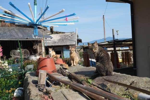 Ilha dos Gatos: