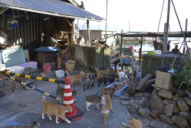 Ilha dos Gatos: