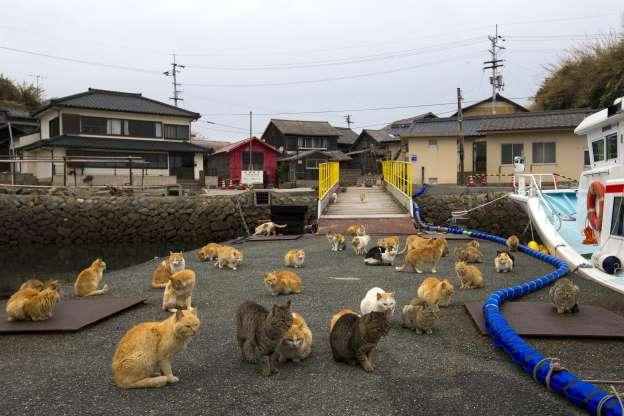 Ilha dos Gatos: