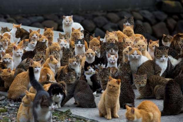 Ilha dos Gatos: