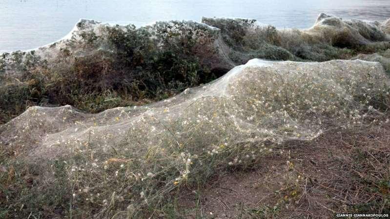 Teia de aranha gigantesca com mais de 300 metros cobre praia na Grécia