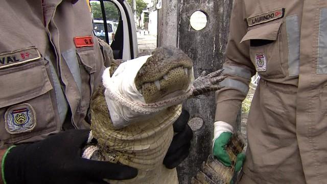 Família encontra jacaré embaixo de carro na Zona Oeste do Recife