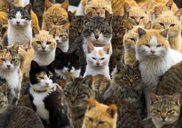 Ilha dos Gatos: