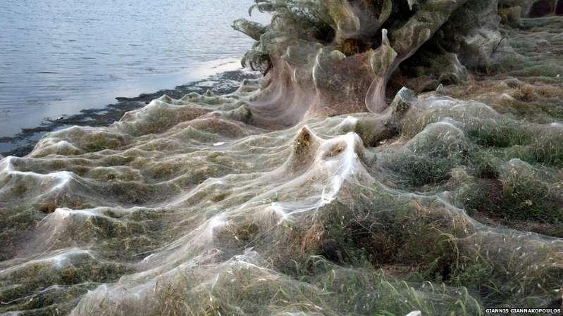 Teia de aranha gigantesca com mais de 300 metros cobre praia na Grécia