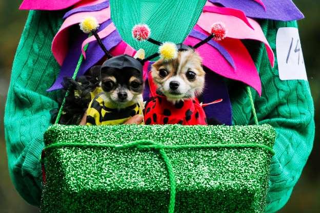 Cachorros também entram no clima de Halloween