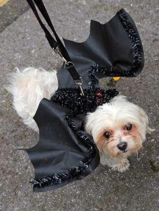 Cachorros também entram no clima de Halloween