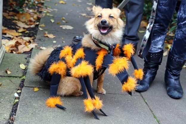 Cachorros também entram no clima de Halloween