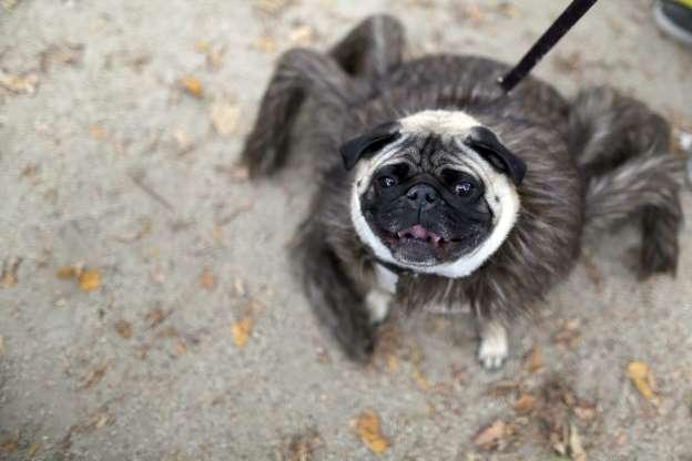 Cachorros também entram no clima de Halloween