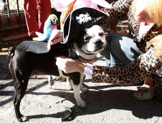 Cachorros também entram no clima de Halloween