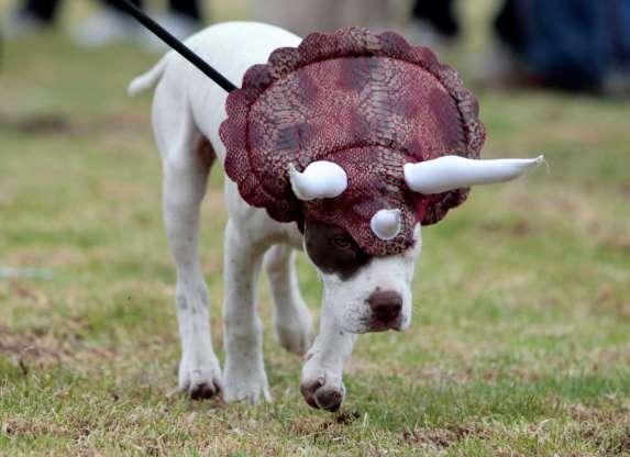 Cachorros também entram no clima de Halloween