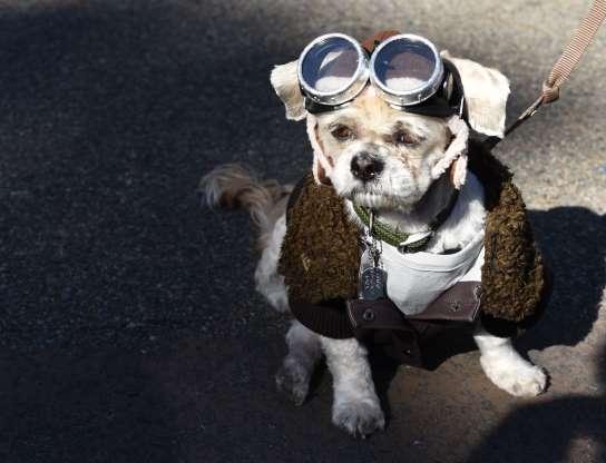 Cachorros também entram no clima de Halloween