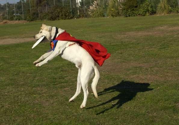 Cachorros também entram no clima de Halloween