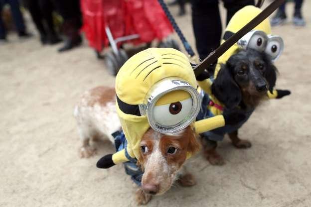 Cachorros também entram no clima de Halloween