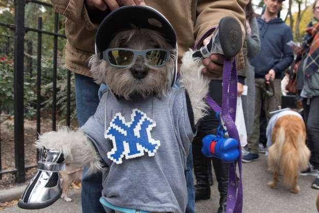 Cachorros também entram no clima de Halloween