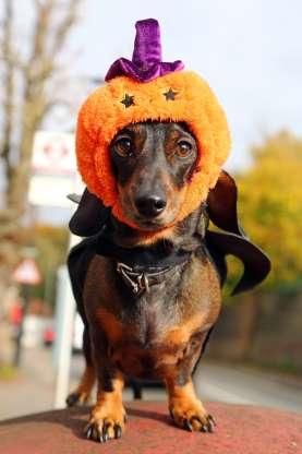 Cachorros também entram no clima de Halloween