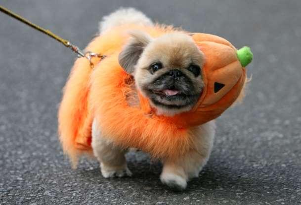 Cachorros também entram no clima de Halloween