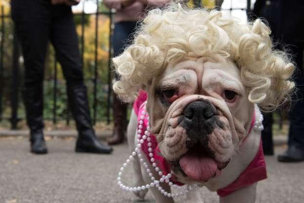 Cachorros também entram no clima de Halloween