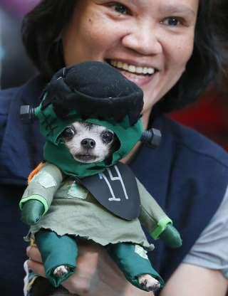 Cachorros também entram no clima de Halloween