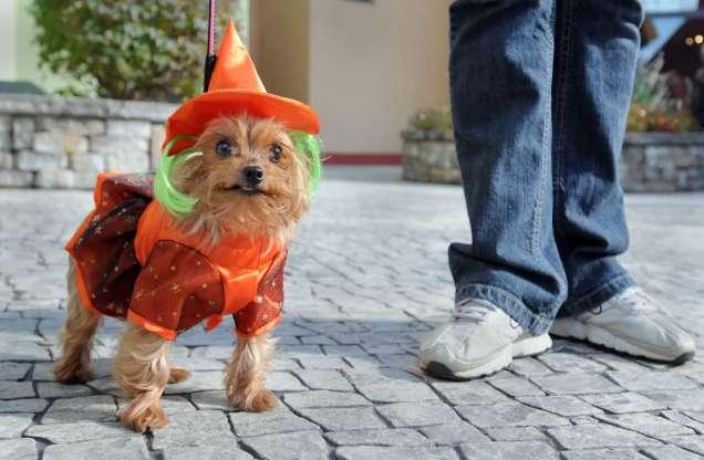 Cachorros também entram no clima de Halloween