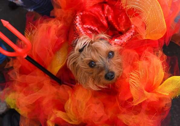 Cachorros também entram no clima de Halloween