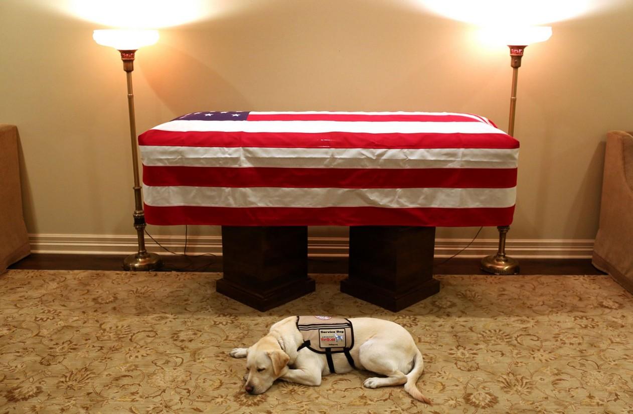 Cachorro que acompanhava George H.W. Bush é visto deitado ao lado do caixão