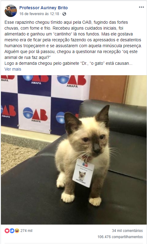 Gatinho é resgatado da rua e se torna funcionário da OAB/AP