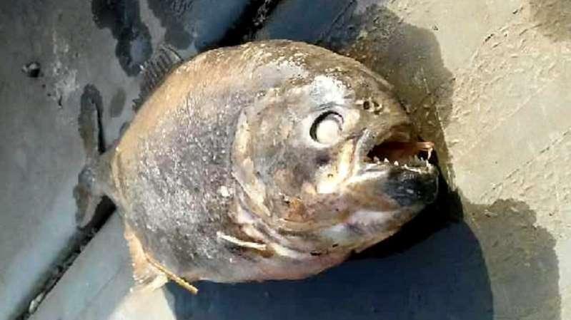 O mistério das 'piranhas impossíveis' encontradas em lago na Inglaterra