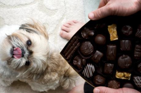 Entenda por que chocolate é venenoso para cães