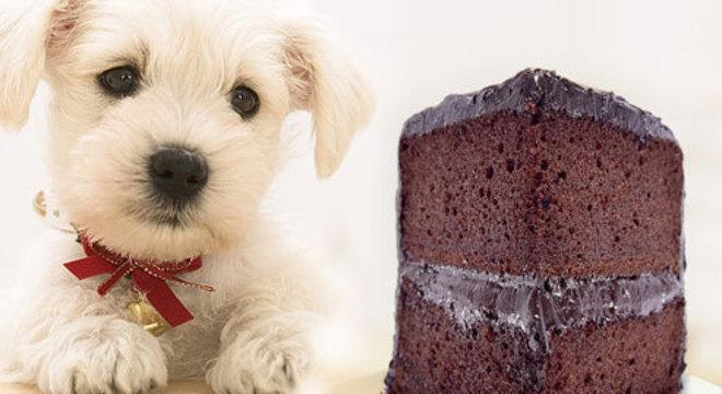 Entenda por que chocolate é venenoso para cães