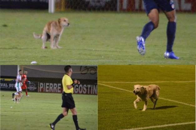 Os cachorros que roubaram a cena em campo