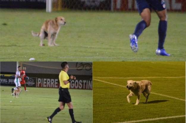 Os cachorros que roubaram a cena em campo