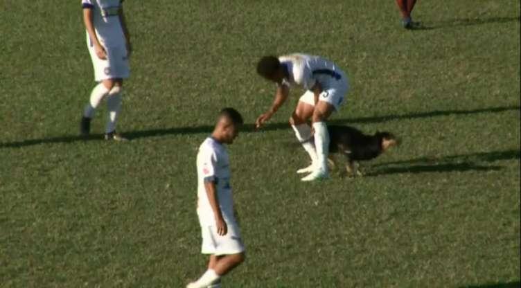 Os cachorros que roubaram a cena em campo