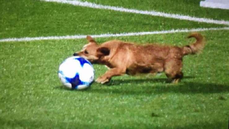 Os cachorros que roubaram a cena em campo