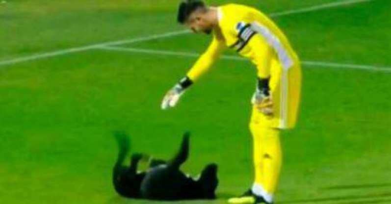 Os cachorros que roubaram a cena em campo