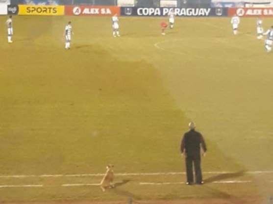 Os cachorros que roubaram a cena em campo