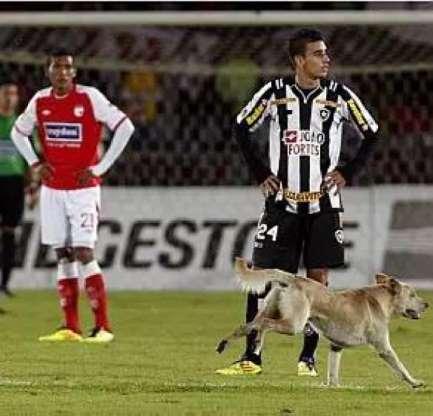 Os cachorros que roubaram a cena em campo