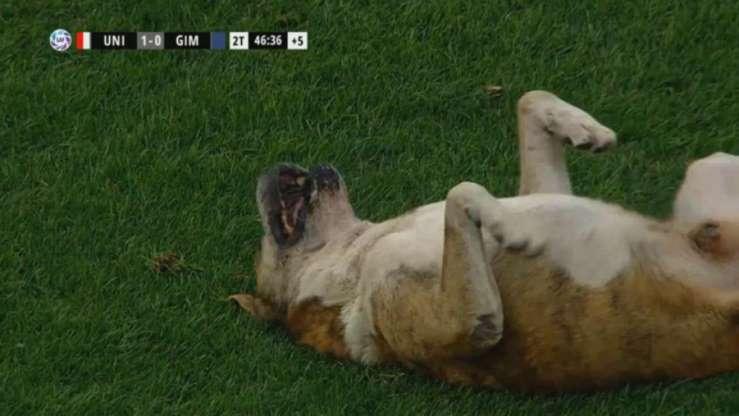 Os cachorros que roubaram a cena em campo