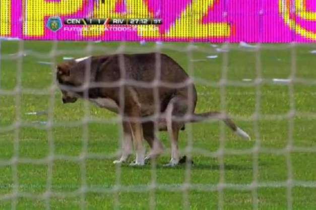 Os cachorros que roubaram a cena em campo