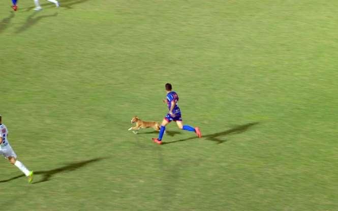 Os cachorros que roubaram a cena em campo