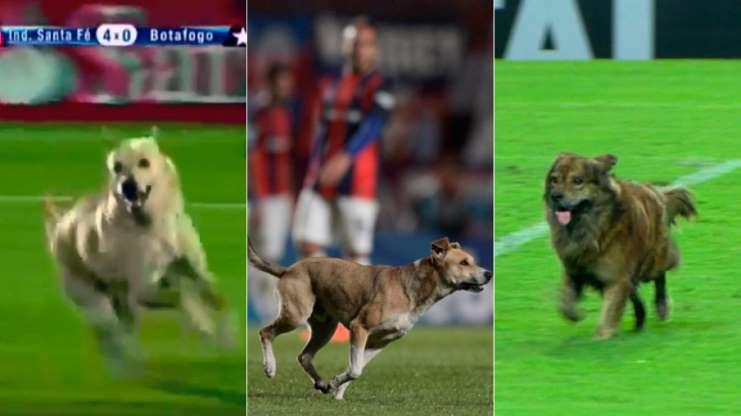 Os cachorros que roubaram a cena em campo