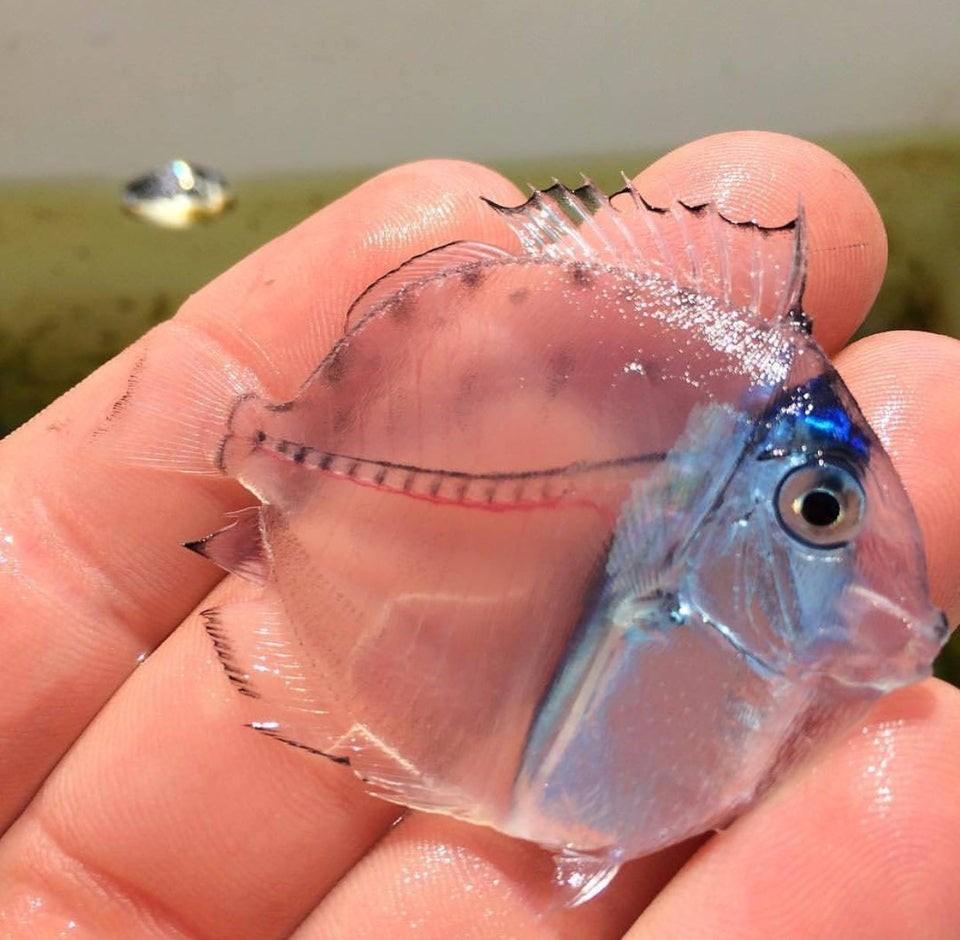 CONHEÇA 10 ANIMAIS TRANSPARENTES QUE SÃO SIMPLESMENTE INCRÍVEIS