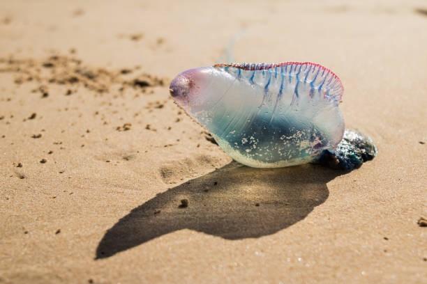 CONHEÇA 10 ANIMAIS TRANSPARENTES QUE SÃO SIMPLESMENTE INCRÍVEIS