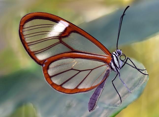 CONHEÇA 10 ANIMAIS TRANSPARENTES QUE SÃO SIMPLESMENTE INCRÍVEIS