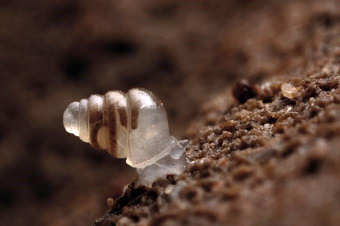 CONHEÇA 10 ANIMAIS TRANSPARENTES QUE SÃO SIMPLESMENTE INCRÍVEIS
